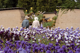 Parc floral - jardin-d'iris
