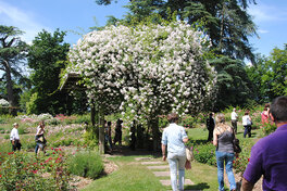 Parc floral - la roseraie