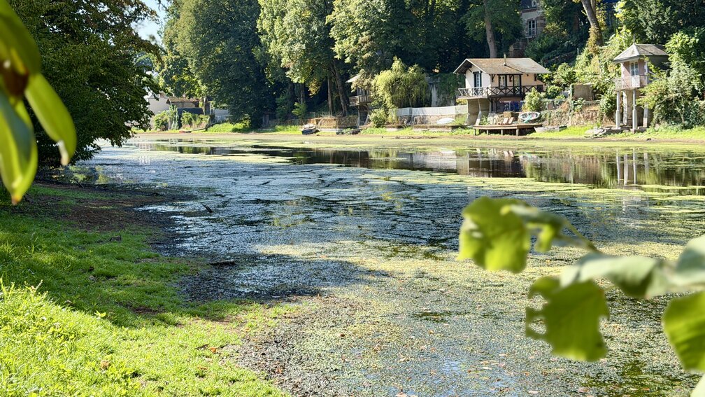 La rivière du Loiret recouverte par une importante prolifération de cyanobactéries formant une pellicule verdâtre à la surface de l’eau, avec des habitations et une végétation dense sur les berges.