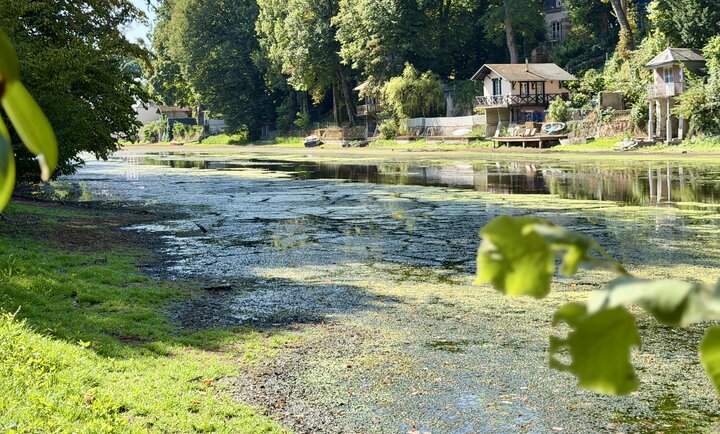 La rivière du Loiret recouverte par une importante prolifération de cyanobactéries formant une pellicule verdâtre à la surface de l’eau, avec des habitations et une végétation dense sur les berges.