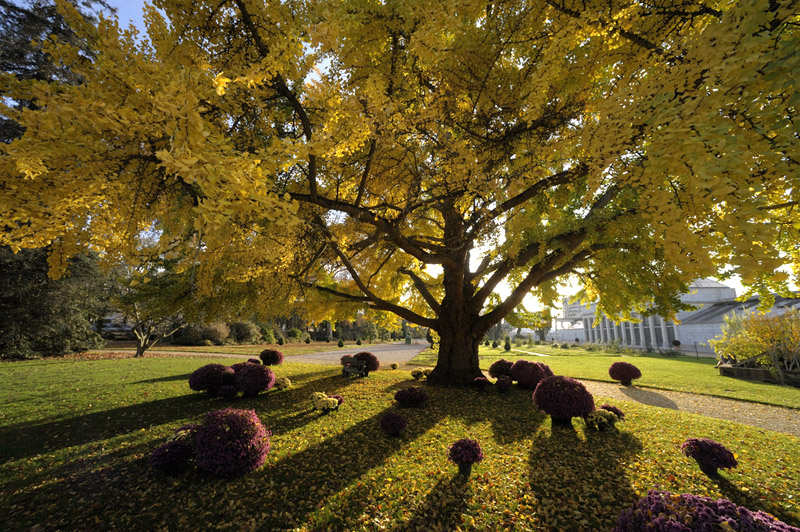 Jardin des plantes  Orléans métropole